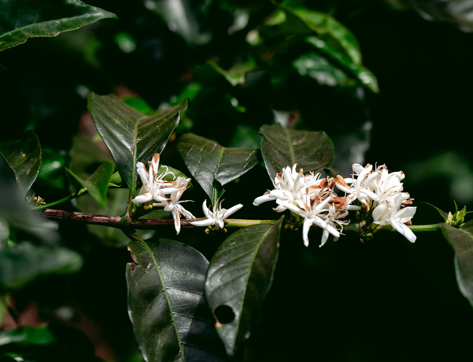 This is a picture of the coffee plant beginning to flower